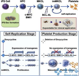 新干细胞技术突破 规模化生产血小板，为临床输血注入新希望
