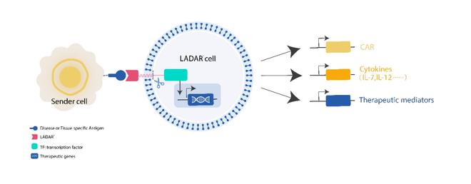 科济药业李宗海 引领实体瘤CAR-T全球研发，下一代技术拓宽细胞治疗新前景