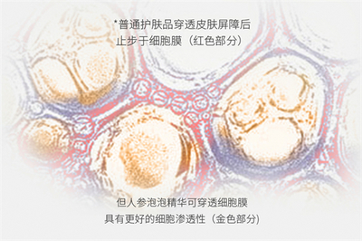 细胞科技赋新肌 人参泡泡精华让肌肤重焕年轻光采